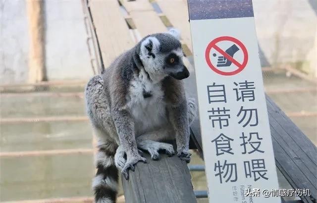 浙江金华大批兔子死亡引发热议