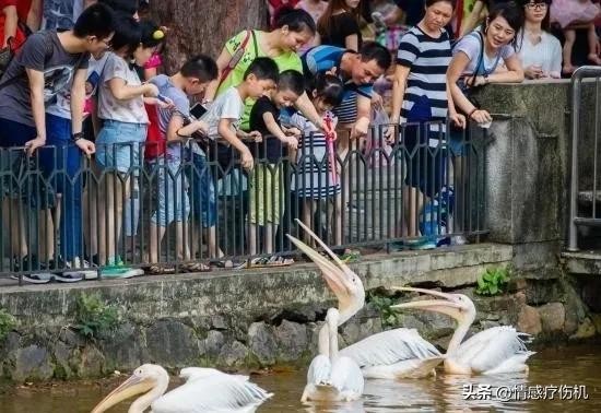 浙江金华大批兔子死亡引发热议