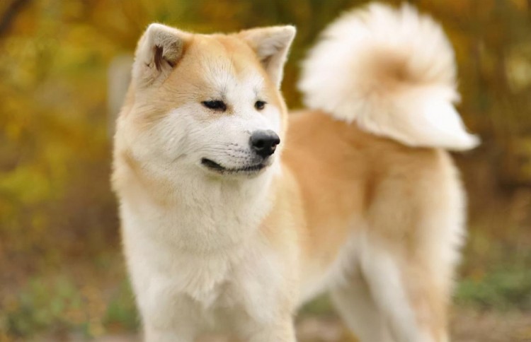 秋田犬挑食不吃狗粮