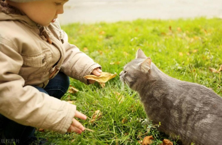 一个真心喜欢猫咪的人都会有这几种表现！