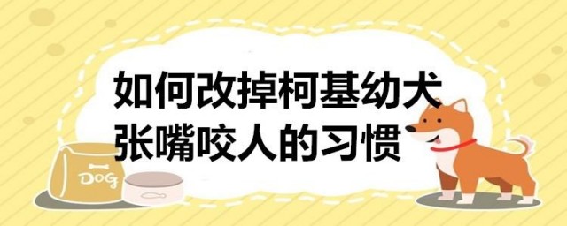 怎样改掉柯基幼犬张嘴咬人的习惯