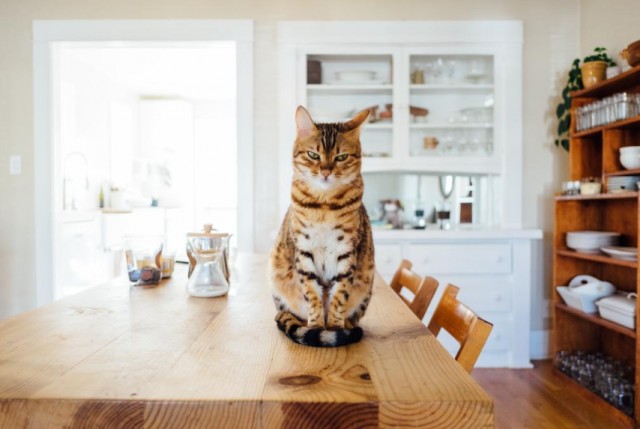 橘猫寿命有多长来看看你家猫咪能活多久！