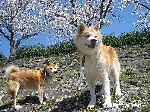 对柴犬和秋田犬的区别进行了很大的解释