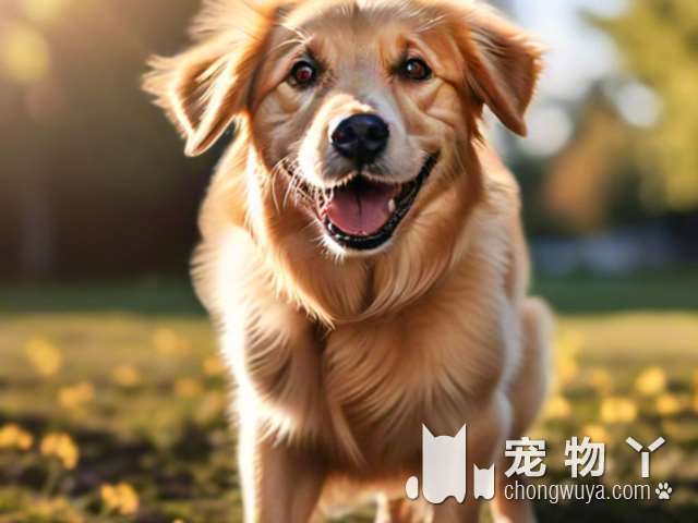 这里的柴犬犬舍里会有什么惊喜等着你?